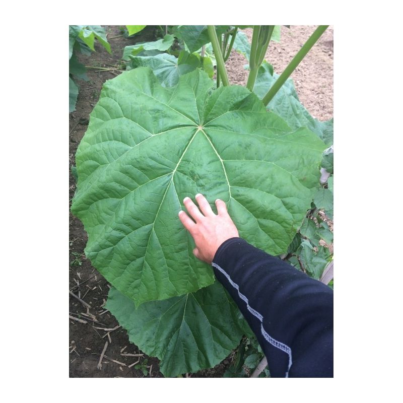 Paulownia Tomentosa