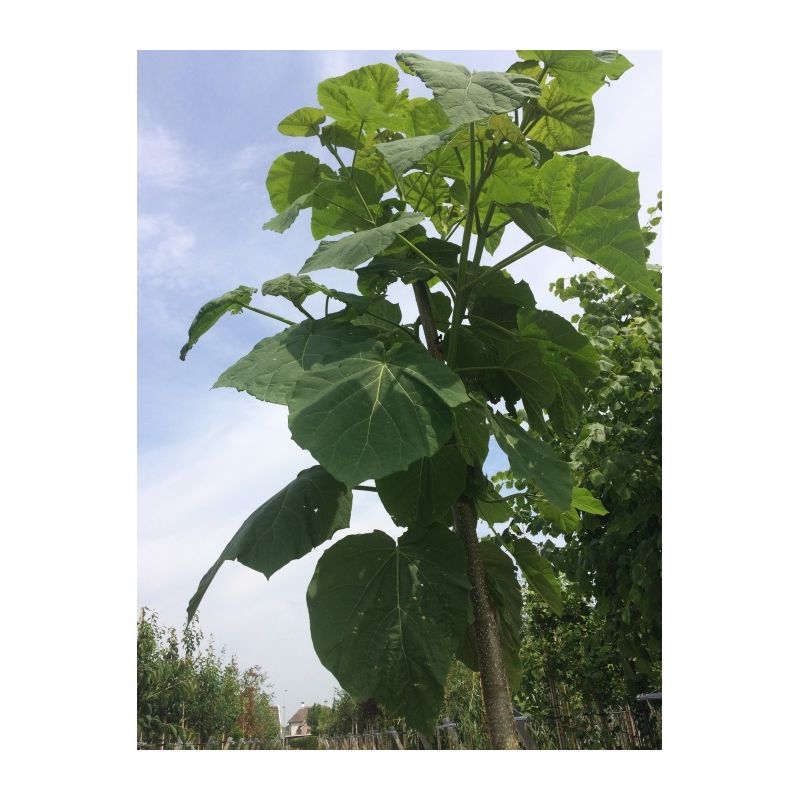 Paulownia Tomentosa