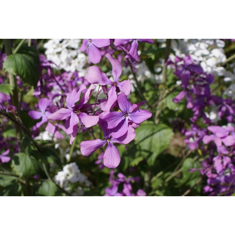 Lunaria annua - 6 stuks