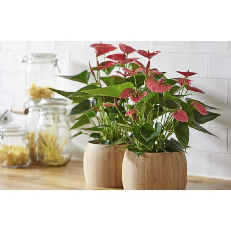 Anthurium Sweet Dream