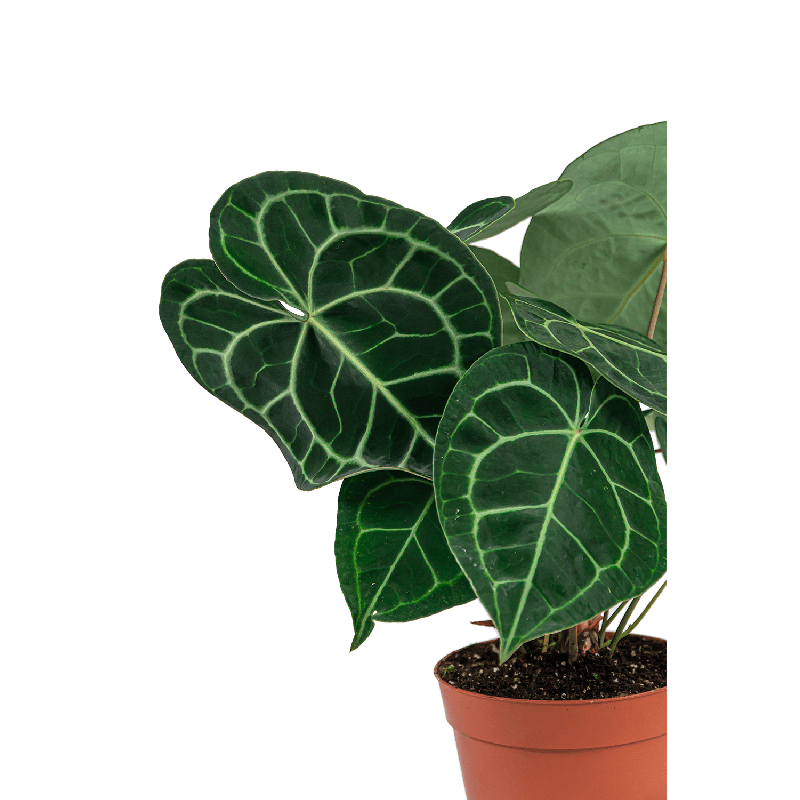 Anthurium Clarinervium