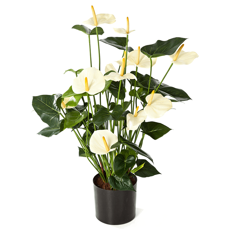 Anthurium wit XL - kunstplant