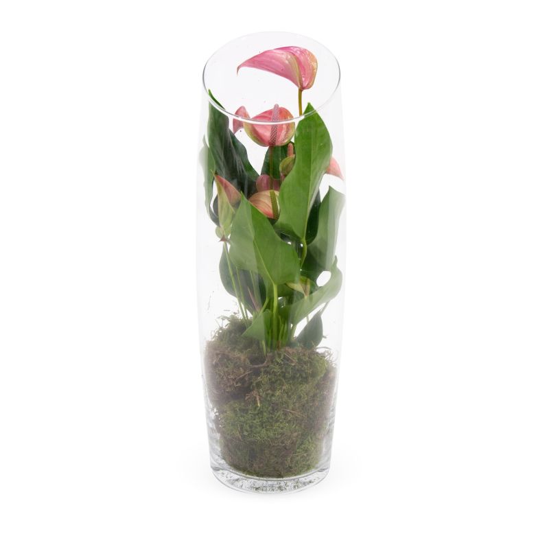 Anthurium roze in vaas small