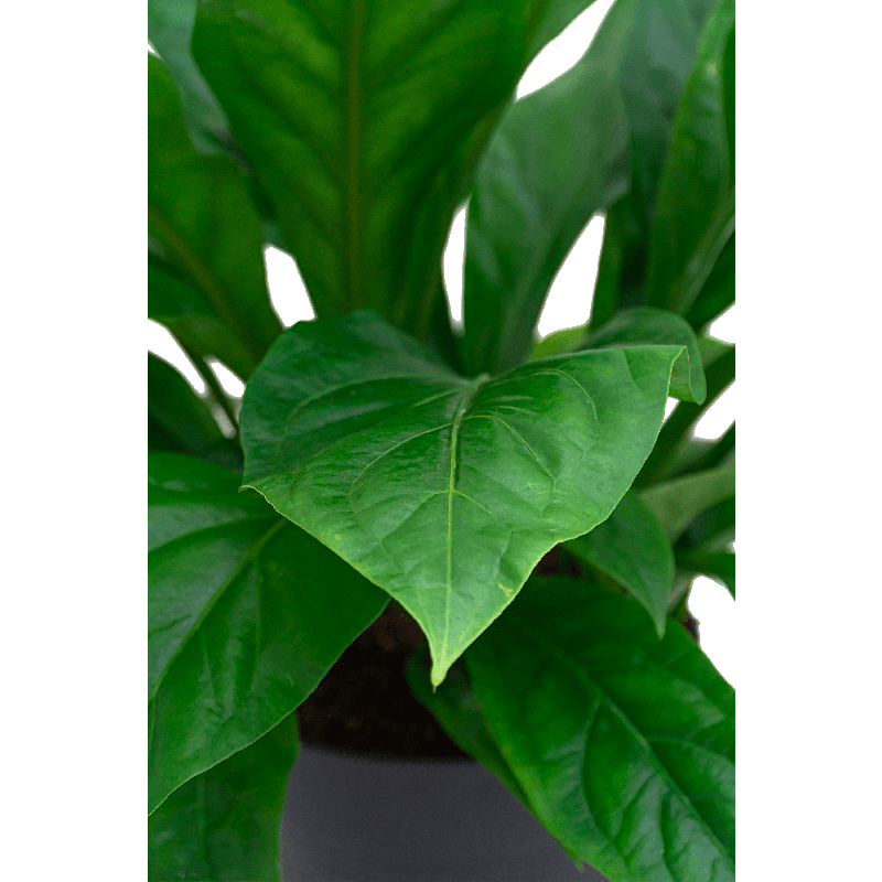 Anthurium ellipticum 'Jungle bush' in Terra Cotta