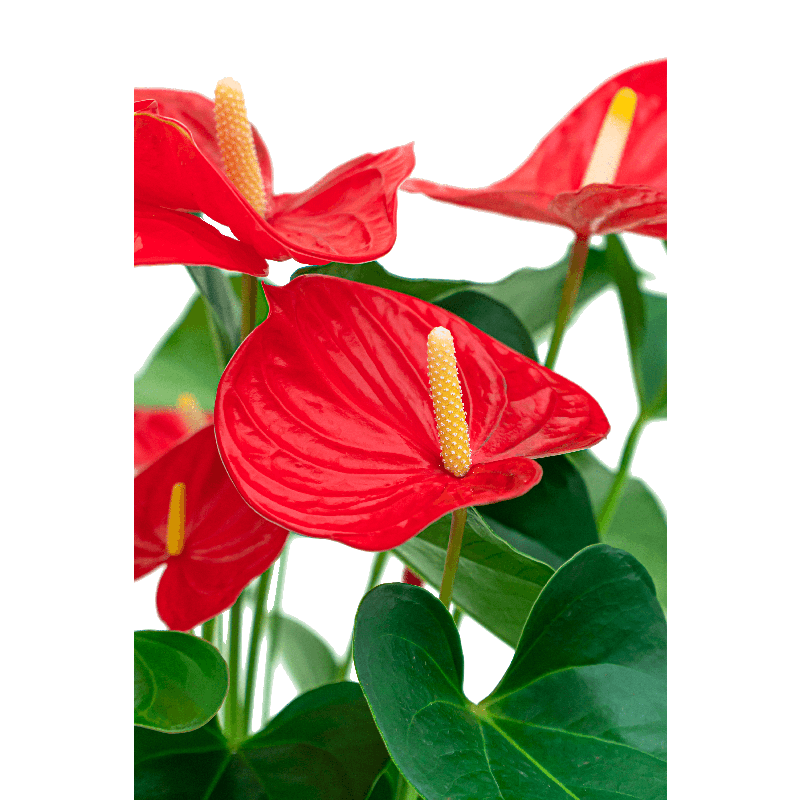 Anthurium in Baq Luxe Lite Universe Waterfall - kunstplant