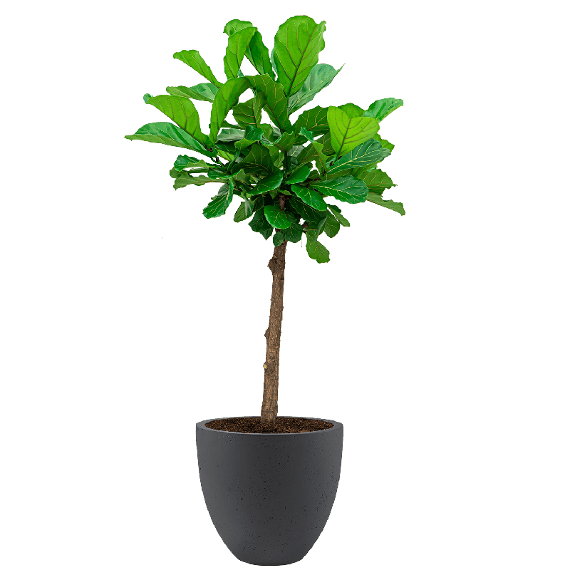 Ficus Lyrata vertakt in Grigio Egg Concrete antraciet