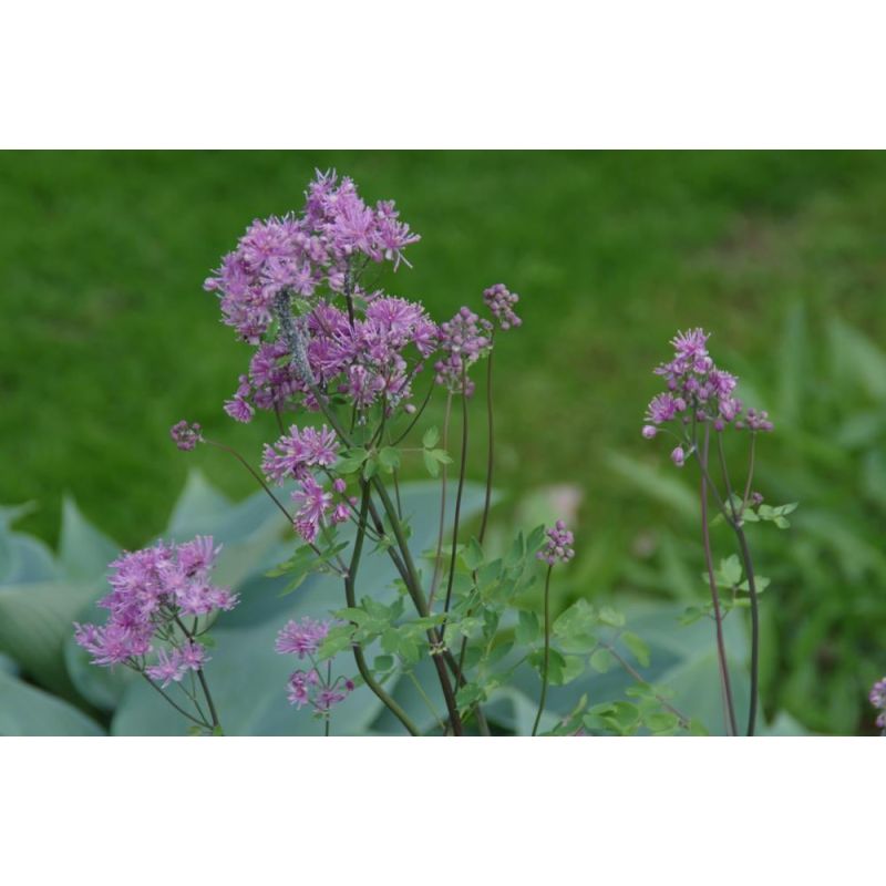 Thalictrum Thundercloud - 6 stuks