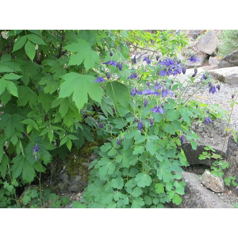 Aquilegia vulgaris - biologisch