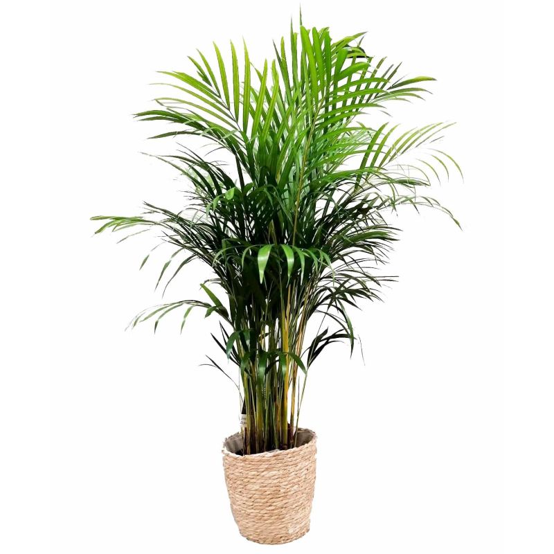 Areca Lutescens in zeegras mand