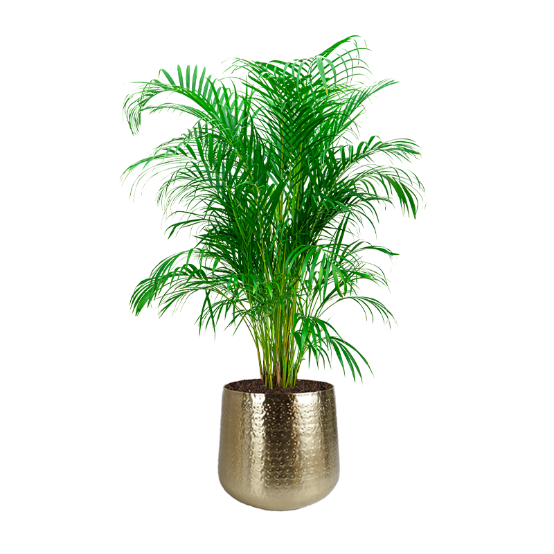 Areca Lutescens in Metal Gold