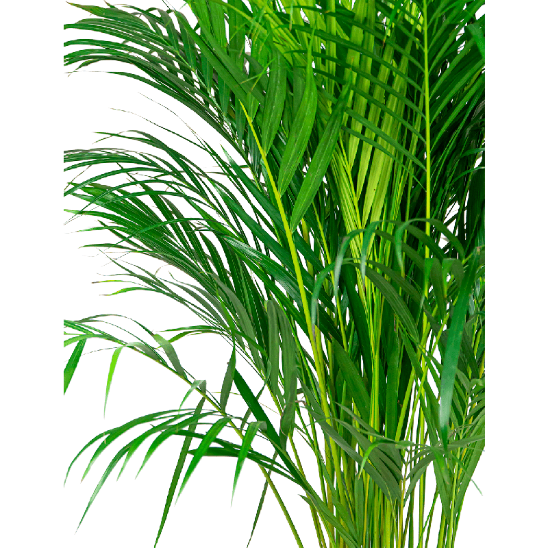 Areca Lutescens in watergevende Delta antraciet