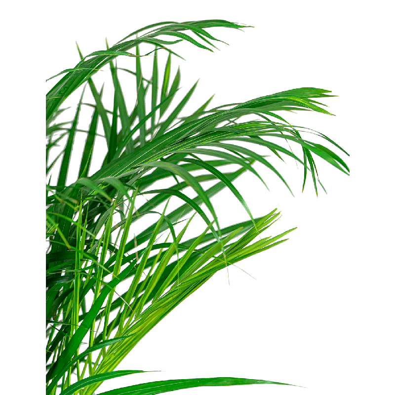 Areca Lutescens in Artstone Claire grijs 