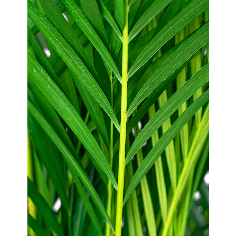 Areca Lutescens in Lux Retro Egg goud