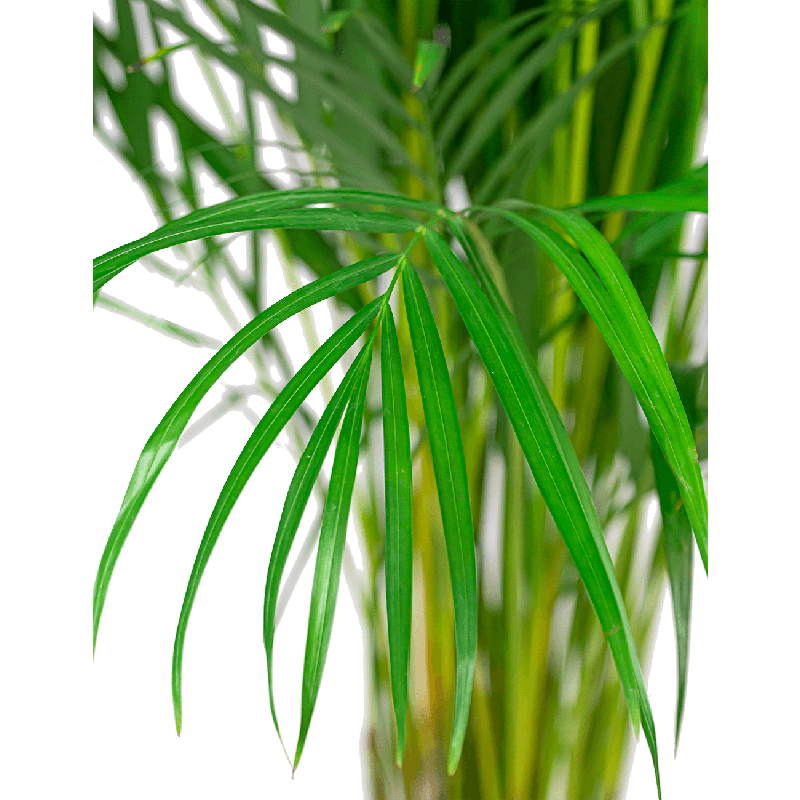 Areca Lutescens in Artstone Claire grijs 