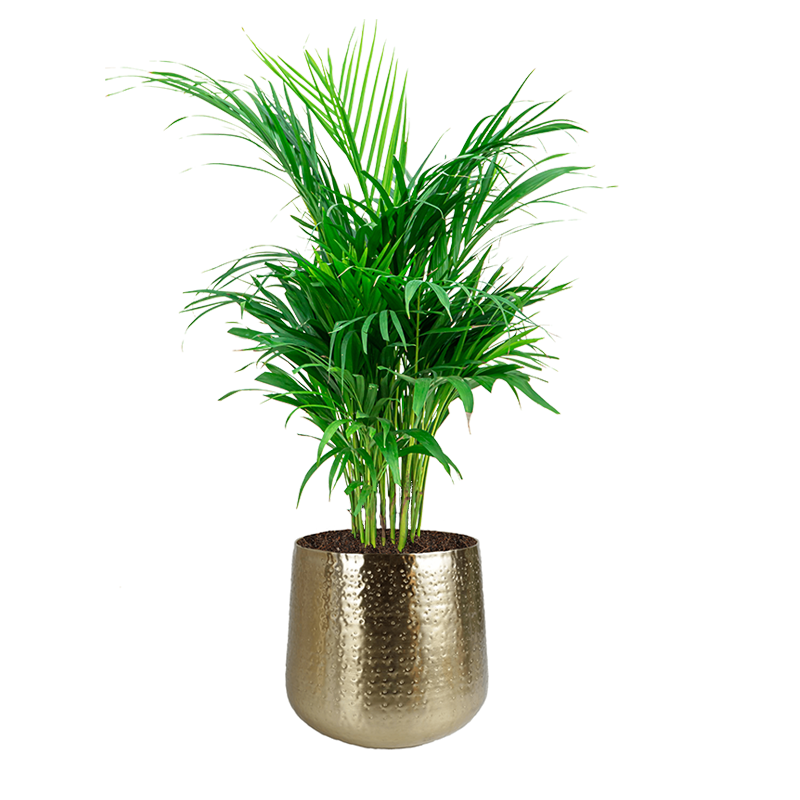 Areca Lutescens in Metal Gold