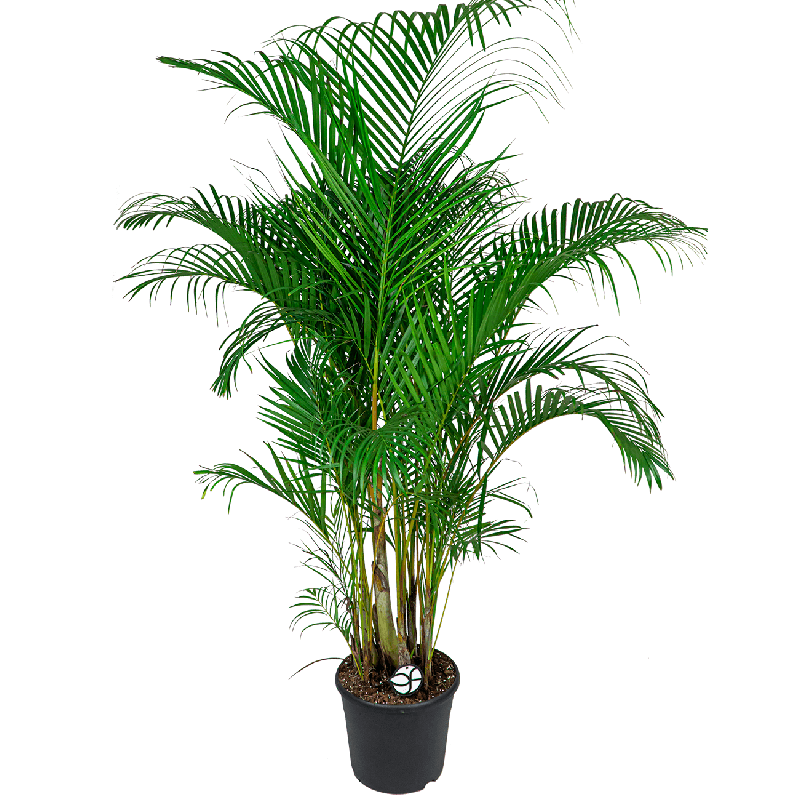 geboren naald wang Areca palm Lutescens kamerplant online bestellen? | Fleur.nl