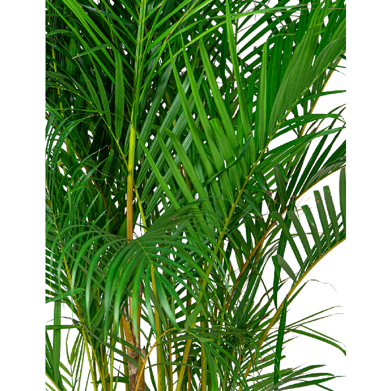 Areca Lutescens in watergevende classico antraciet