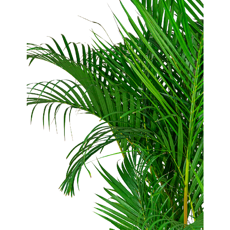 Areca Lutescens in watergevende classico antraciet