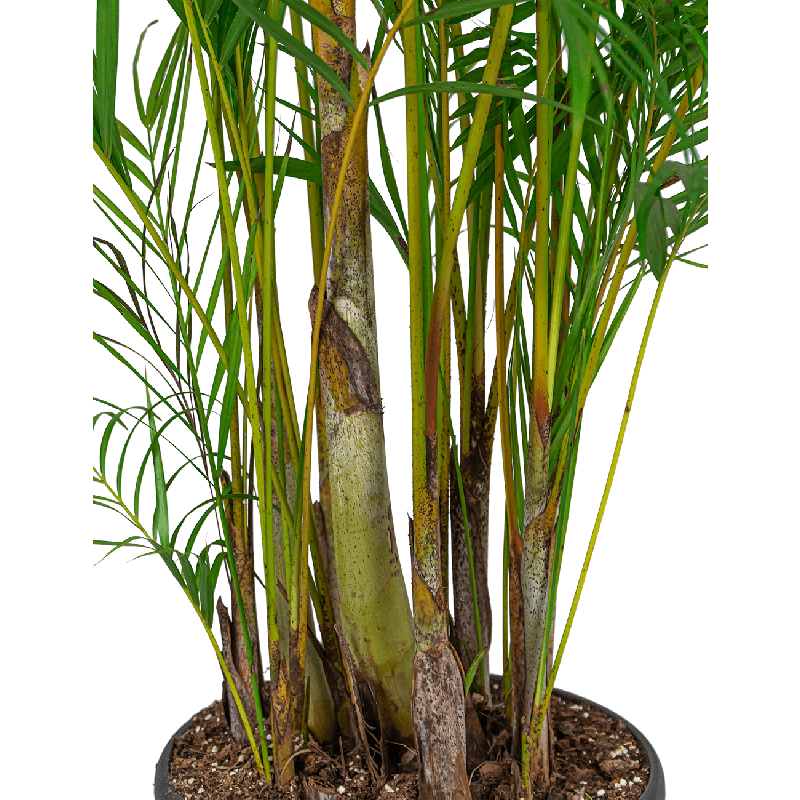 Areca Lutescens XXXL