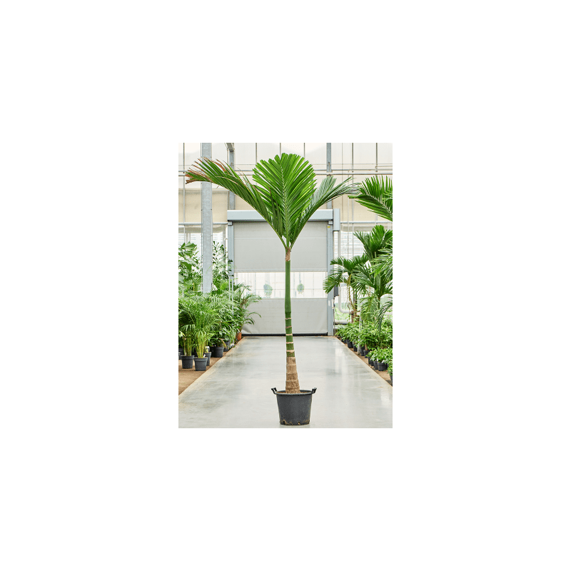 Areca catechu dwarf op stam