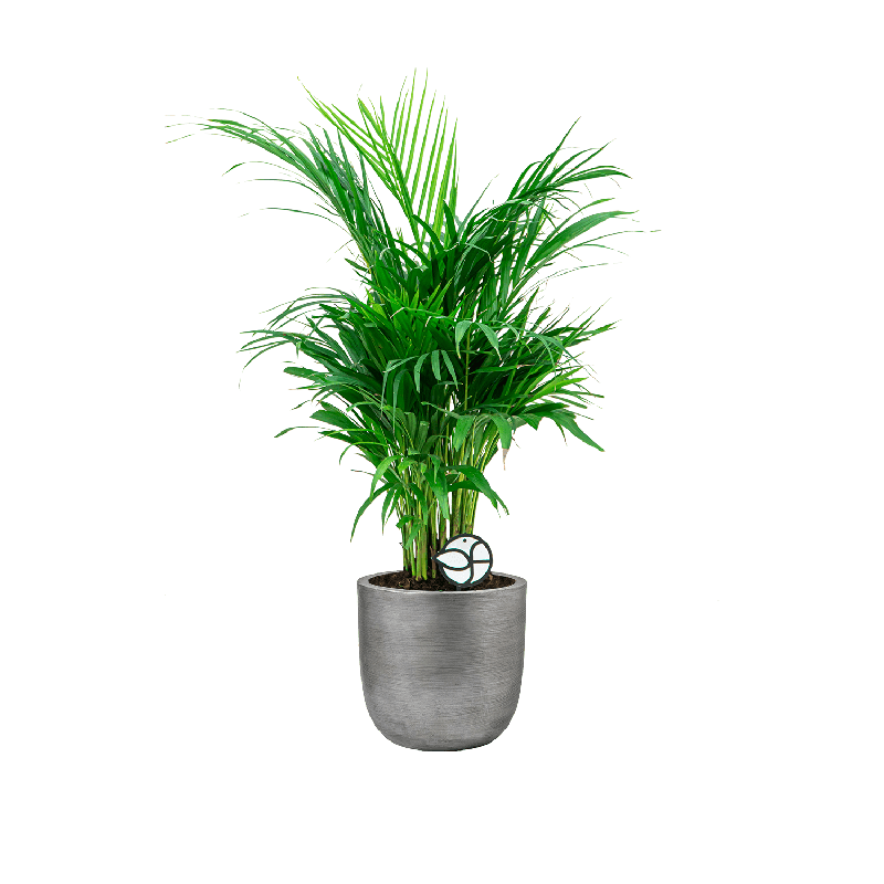 Areca Lutescens in Lux Retro Egg zilver