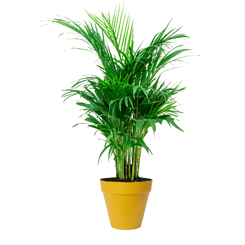 Areca Lutescens large in Urban Loft okergeel