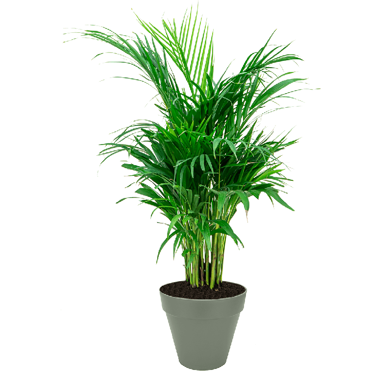 Areca Lutescens in Urban Loft groen