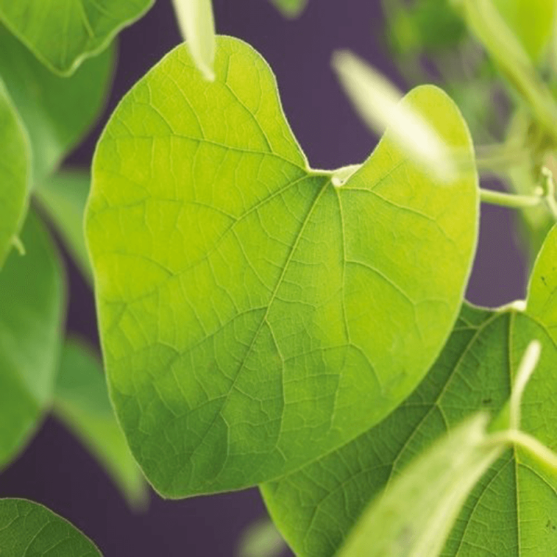 Aristolochia durior