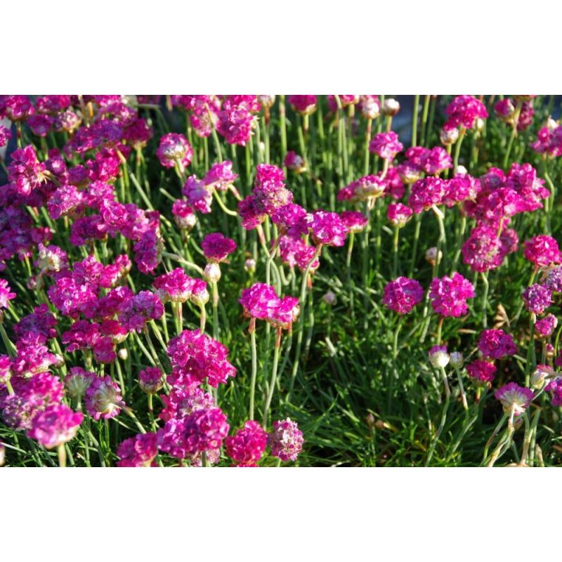 Armeria Splendens - 6 stuks