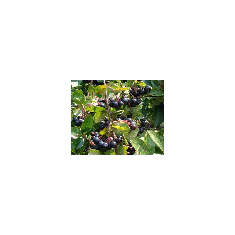 Aronia Viking