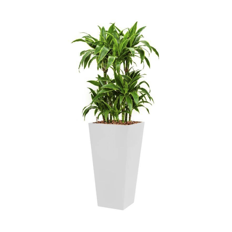 Dracaena Arturo hydrocultuur in Runner vierkant wit