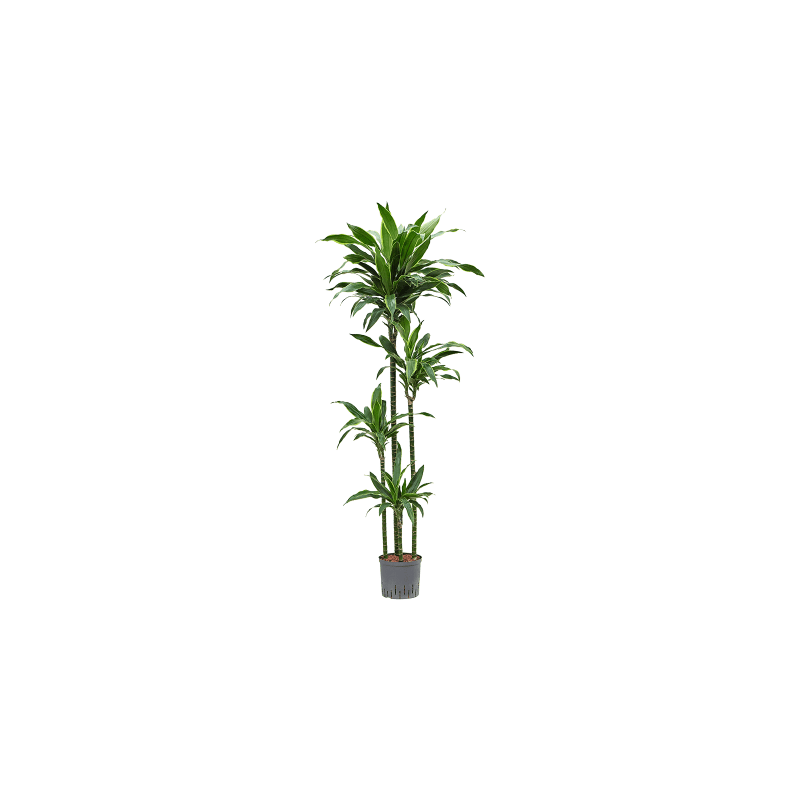 Dracaena Arturo 4-stam