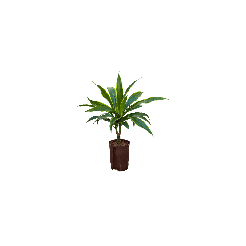 Dracaena Arturo op stam