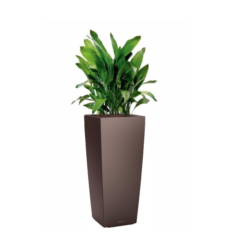 Aspidistra Himalaya in watergevende Cubico Alto bruin