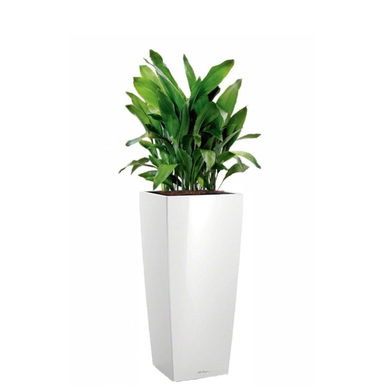 Aspidistra Himalaya in watergevende Cubico Alto wit