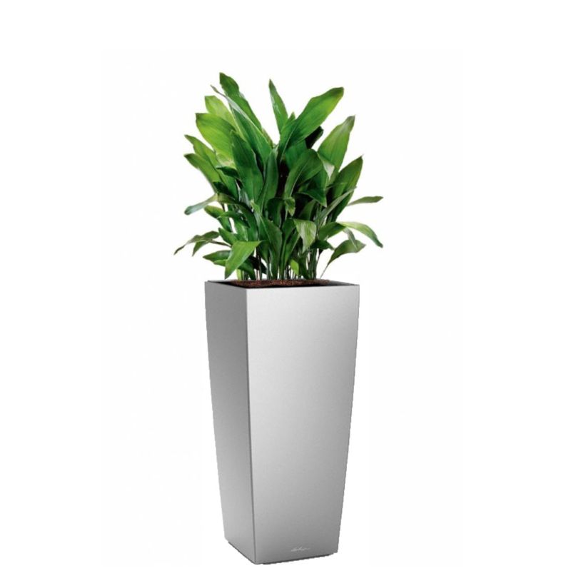 Aspidistra Himalaya in watergevende Cubico Alto zilver