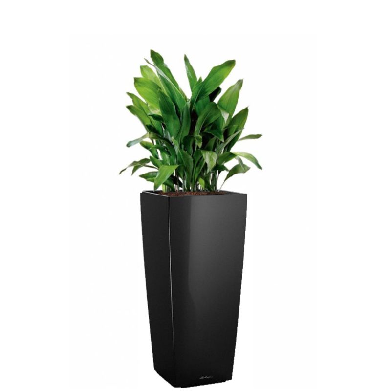 Aspidistra Himalaya in watergevende Cubico Alto zwart