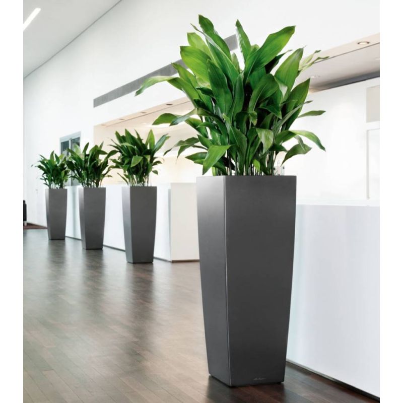 Aspidistra Himalaya in watergevende Cubico Alto bruin