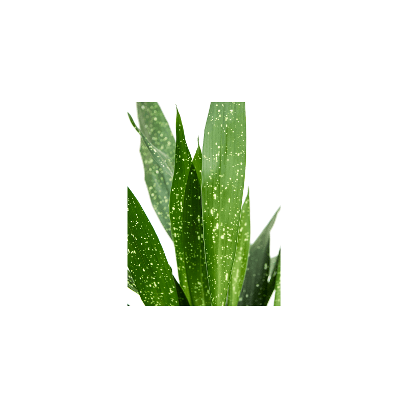 Aspidistra Elatior Milky Way