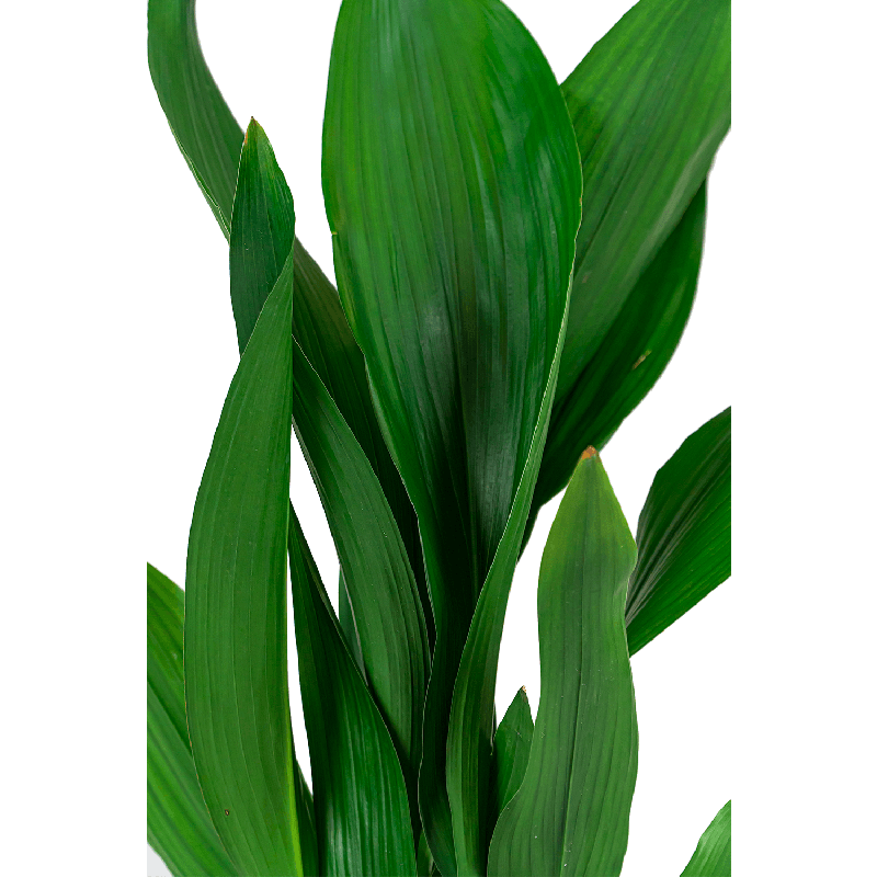 Aspidistra Elatior