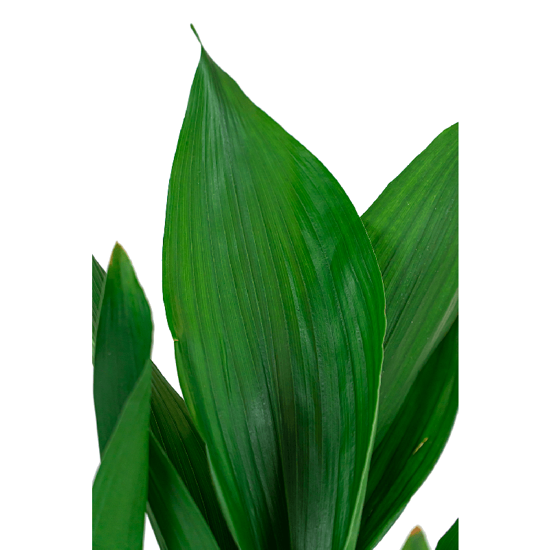 Aspidistra Himalaya in watergevende Cubico Alto bruin