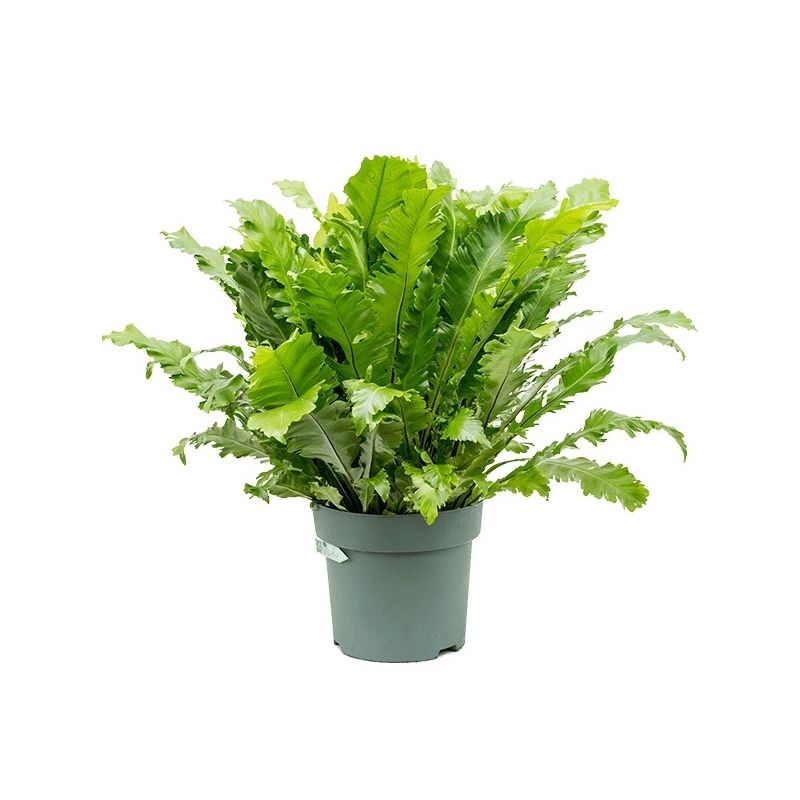 Asplenium Green Miracle