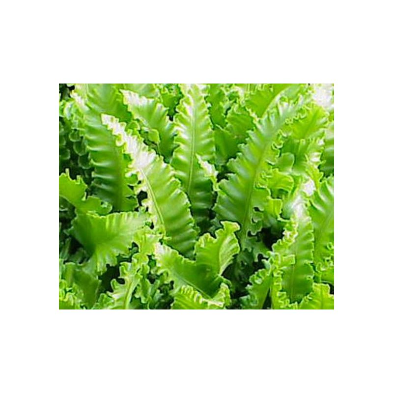 Asplenium Cristatum - 6 stuks