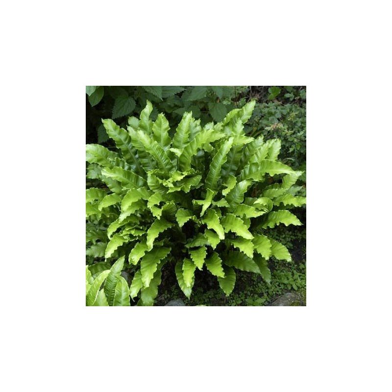 Asplenium scolopendrium - 6 stuks