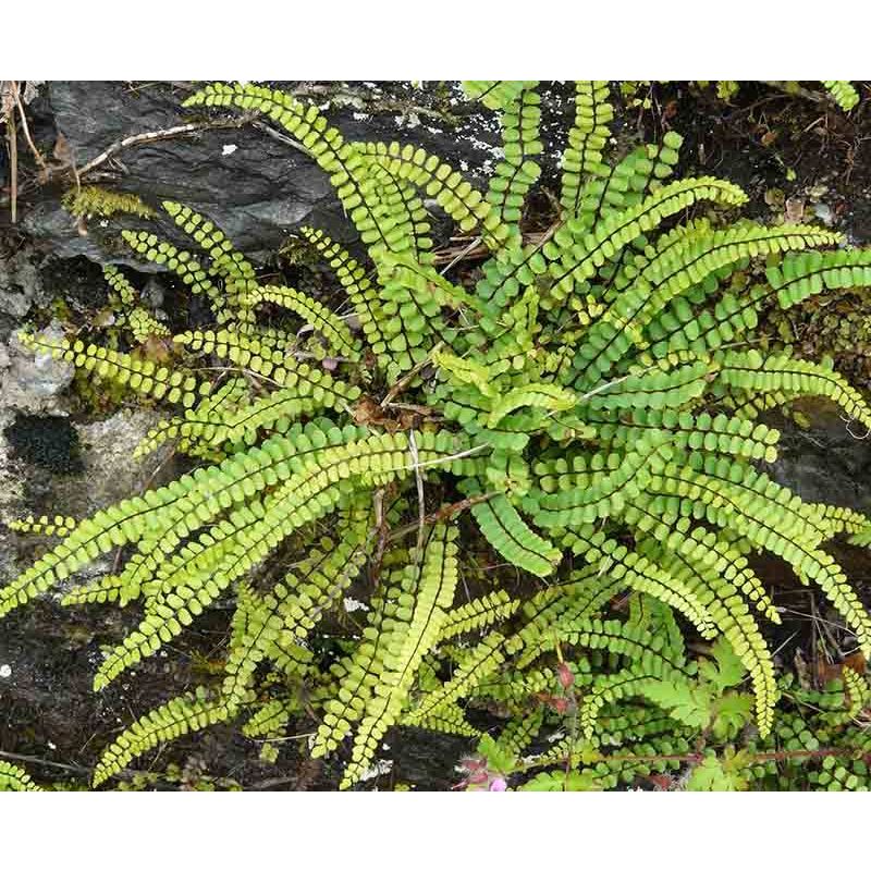 Asplenium trichomanes - 6 stuks