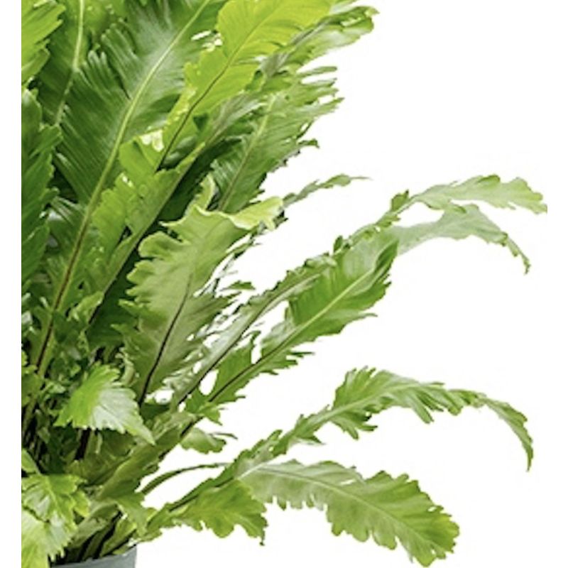 Asplenium Green Miracle