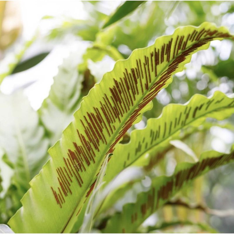 Asplenium Antiquum 