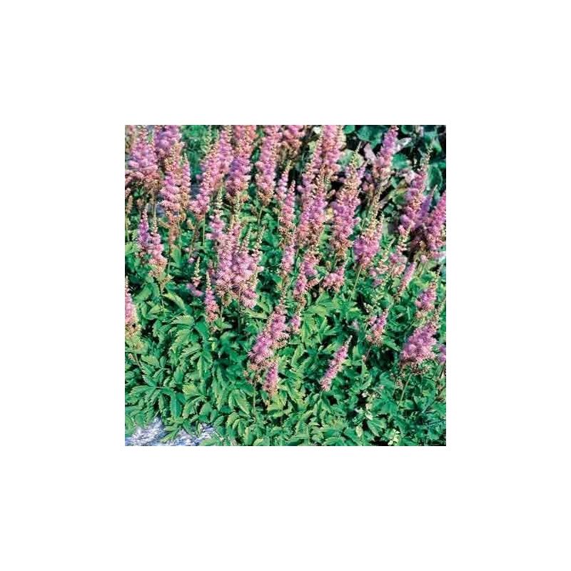 Astilbe Pumila - 6 stuks