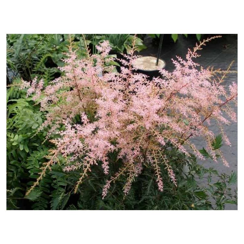 Astilbe Sprite - 6 stuks