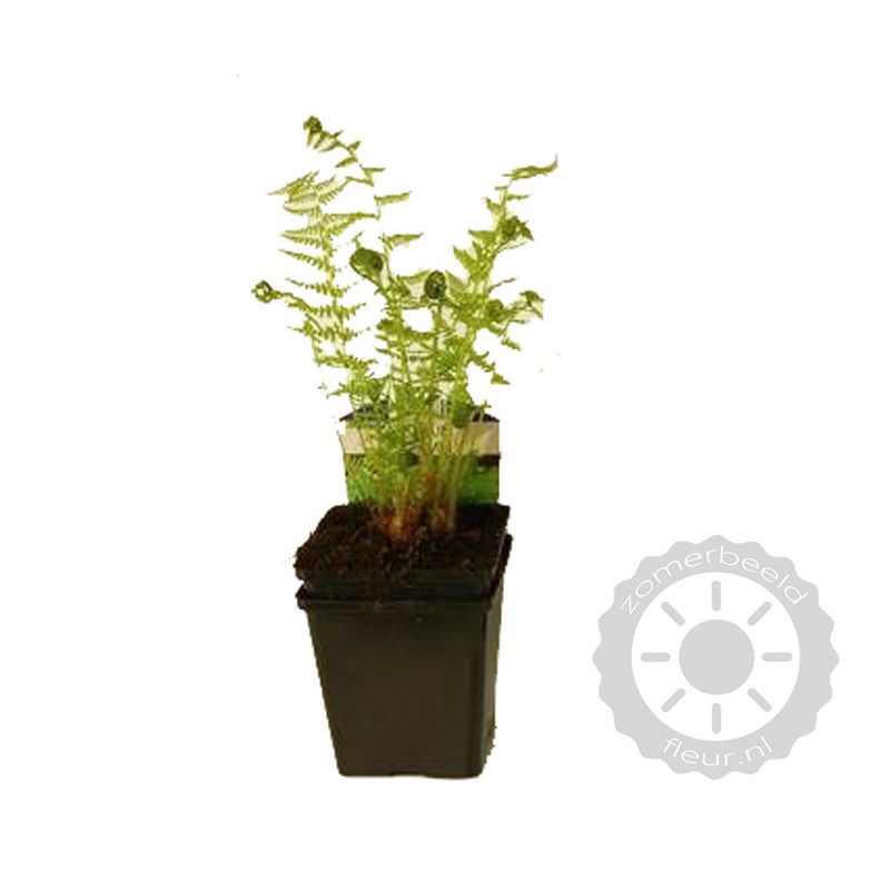 Athyrium filix-femina - 6 stuks